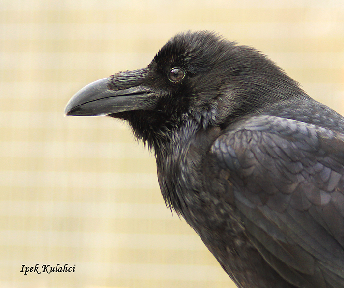 Ipek Kulahci- Raven